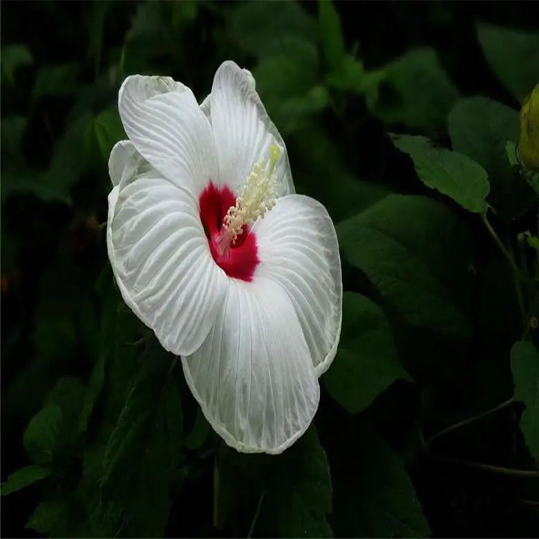 20 HIBISCUS FLOWER SEEDS rare exotic bloom plant "White"