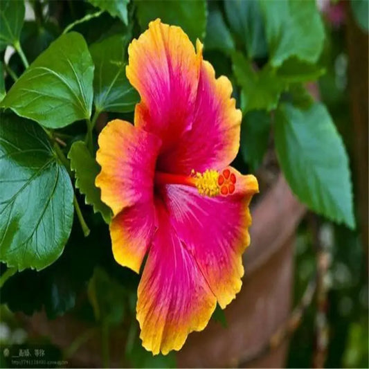 20 HIBISCUS FLOWER SEEDS rare exotic bloom plant "Orange/Pink"