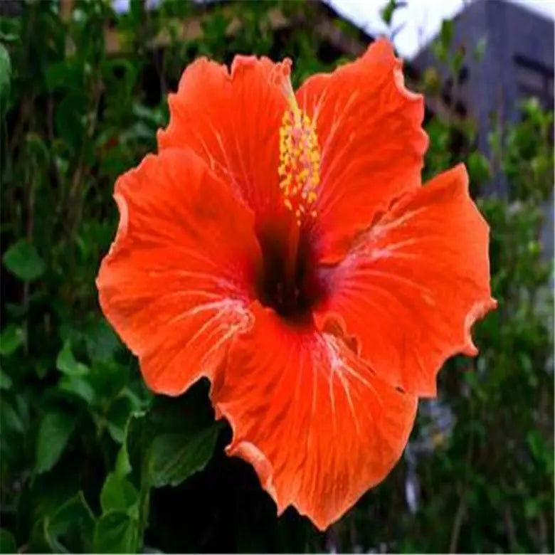 20 HIBISCUS FLOWER SEEDS rare exotic bloom plant "Orange"