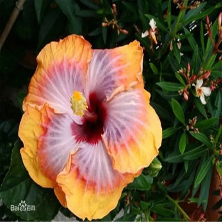 20 HIBISCUS FLOWER SEEDS rare exotic bloom plant "Pink/Yellow"