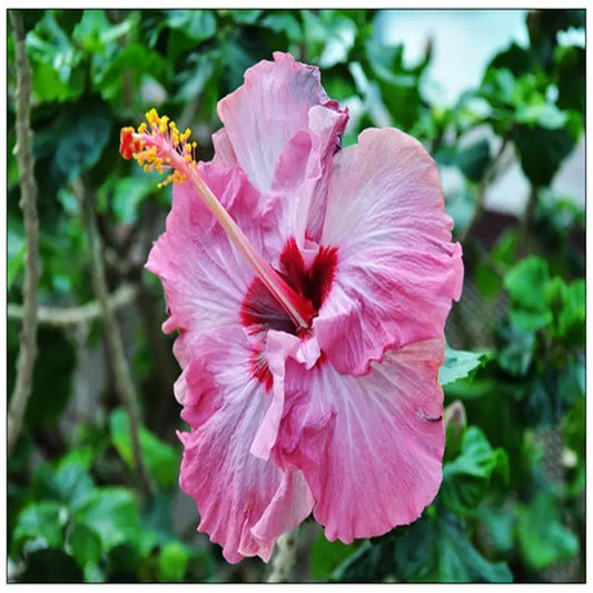 20 HIBISCUS FLOWER SEEDS rare exotic bloom plant "Pink"