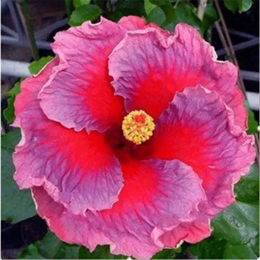 20 HIBISCUS FLOWER SEEDS rare exotic bloom plant "Red"