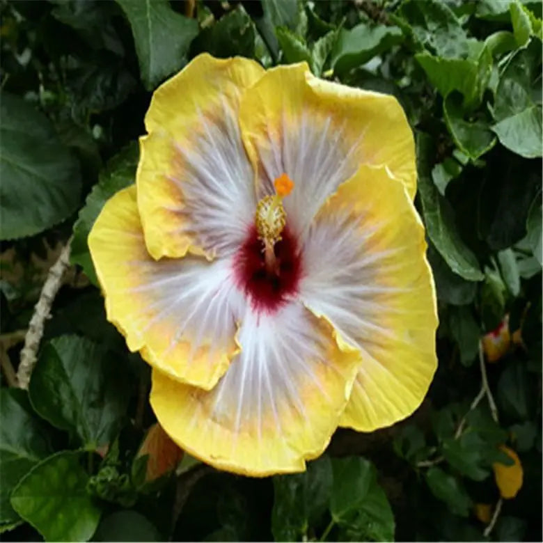 20 HIBISCUS FLOWER SEEDS rare exotic bloom plant "Yellow"