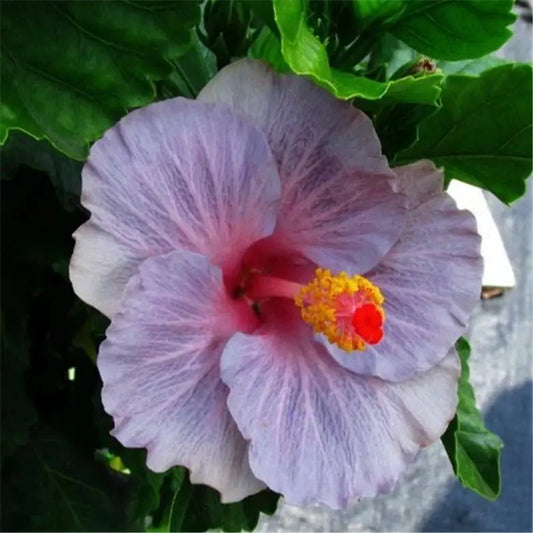 20 HIBISCUS FLOWER SEEDS rare exotic bloom plant "Light Pink"