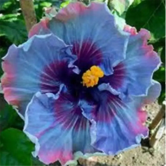 20 HIBISCUS FLOWER SEEDS rare exotic bloom plant "Blue"