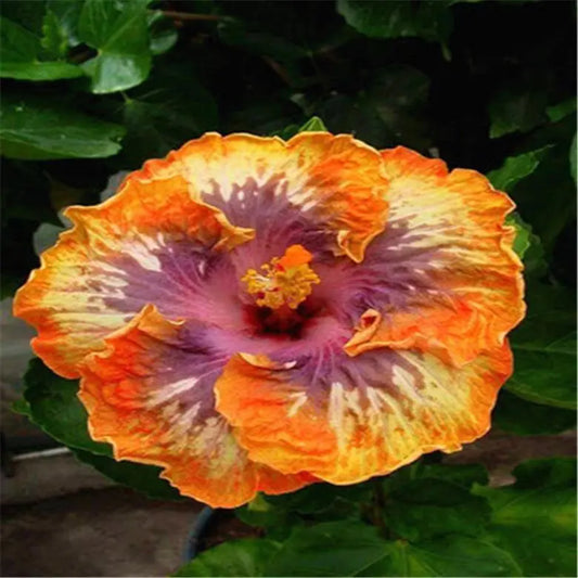 20 HIBISCUS FLOWER SEEDS rare exotic bloom plant "Purple/Orange"