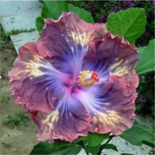 20 HIBISCUS FLOWER SEEDS rare exotic bloom plant "Purple"