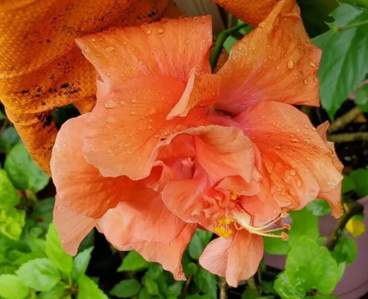 WELL ROOTED 5 TO 7 INCHES LIVE PLANT TROPICAL DOUBLE ORANGE HIBISCUS