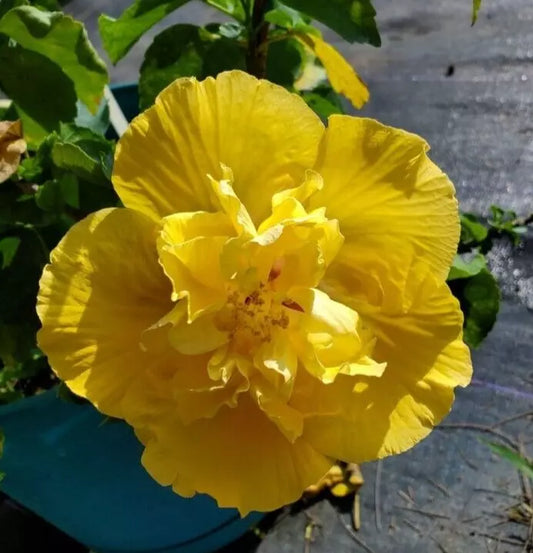 STARTER LIVE PLANT 3 TO 5 INCHES TALL EXOTIC DOUBLE YELLOW HIBISCUS WELL ROOTED