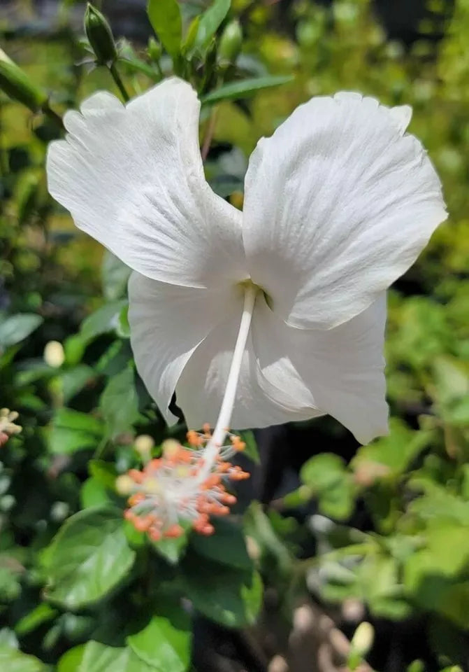 STARTER LIVE PLANT 5 INCHES TALL EXOTIC TROPICAL WHITE HIBISCUS