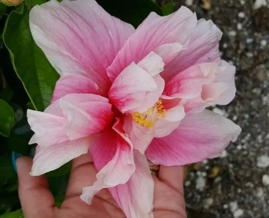 STARTER LIVE PLANT 3 TO 5 INCHES TALL EXOTIC DOUBLE PINK HIBISCUS WELL ROOTED