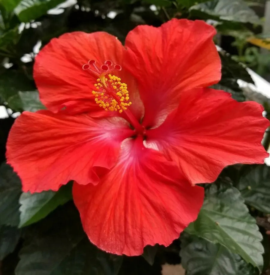 STARTER LIVE PLANT TROPICAL RED HIBISCUS WELL ROOTED 3 TO 5 INCHES