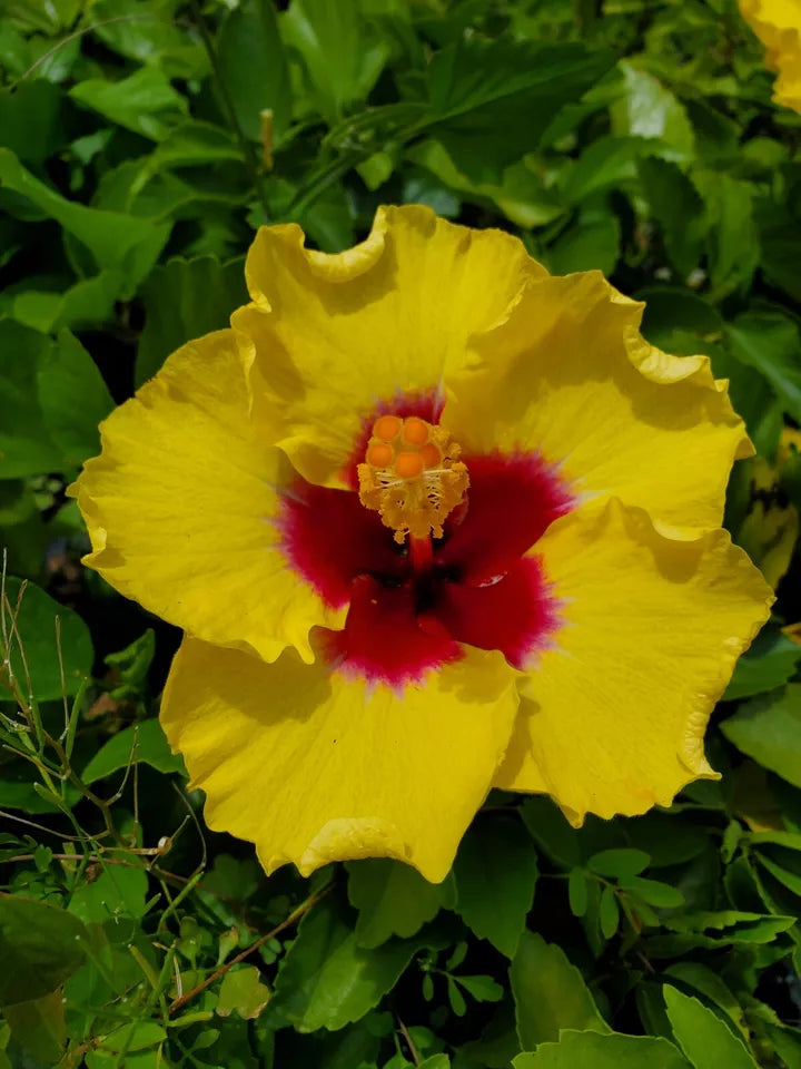 WELL ROOTED LIVE PLANT 3 TO 5 INCHES TALL EXOTIC YELLOW HIBISCUS