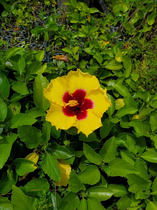 WELL ROOTED LIVE PLANT 3 TO 5 INCHES TALL EXOTIC YELLOW HIBISCUS