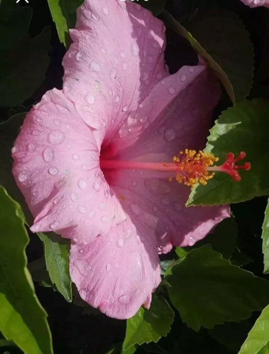 STARTER LIVE PLANT 5 TO 7 INCHES TALL SEMINOLE PINK HIBISCUS WELL ROOTED