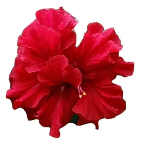 STARTER LIVE PLANT 5 TO 7 INCHES TALL DOUBLE RED HIBISCUS WELL ROOTED