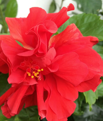 STARTER LIVE PLANT 5 TO 7 INCHES TALL DOUBLE RED HIBISCUS WELL ROOTED