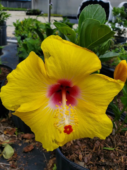 STARTER LIVE PLANT 5 TO 7 INCHES TALL EXOTIC TEQUILA HIBISCUS