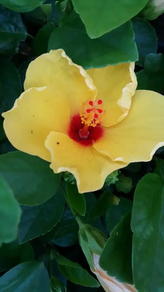 STARTER LIVE PLANT 5 TO 7 INCHES TALL EXOTIC TEQUILA HIBISCUS