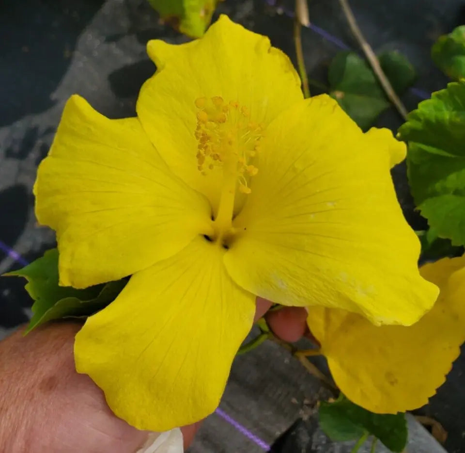 STARTER LIVE PLANT 5 TO 7 INCHES TALL FORT MYERS YELLOW HIBISCUS