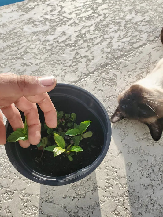 A Honeycrisp Apple tree seedling, about 1-2" tall, Rooted