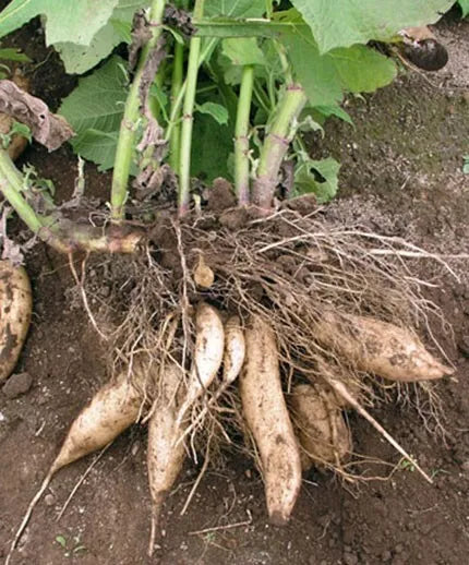 1TC Plant Plug Tree-4-8in-Edible Tuber Yacon Ground Apple (Smallanthus sp.)