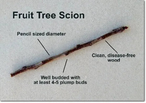 Apple Fruit tree scion wood grafting material "Fuji"