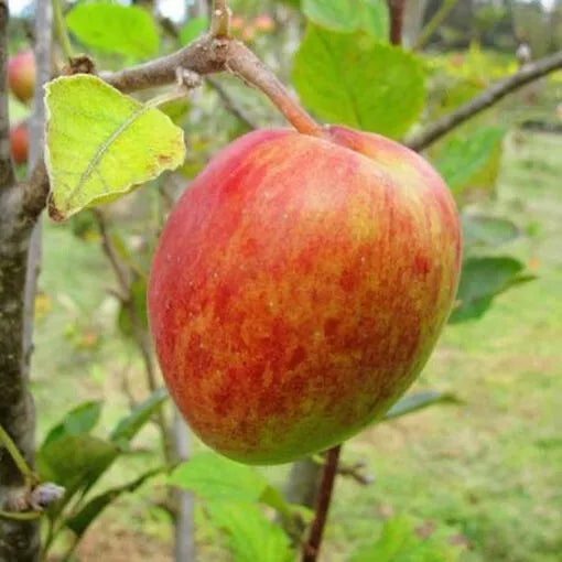 Anna Apple Bareroot Tree Organic "Live Tree"
