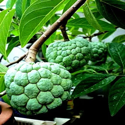 20 SEEDS ORGANIC "Sugar Apple" Fruit Tree Seeds (Annona squamosa) Tropical Sweetsop