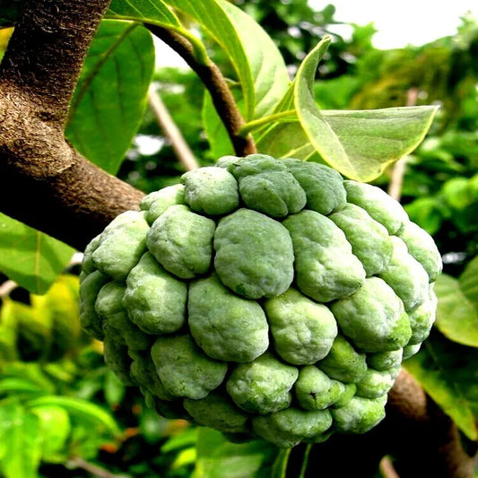 5 SEEDS ORGANIC "Sugar Apple" Fruit Tree Seeds (Annona squamosa) Tropical Sweetsop