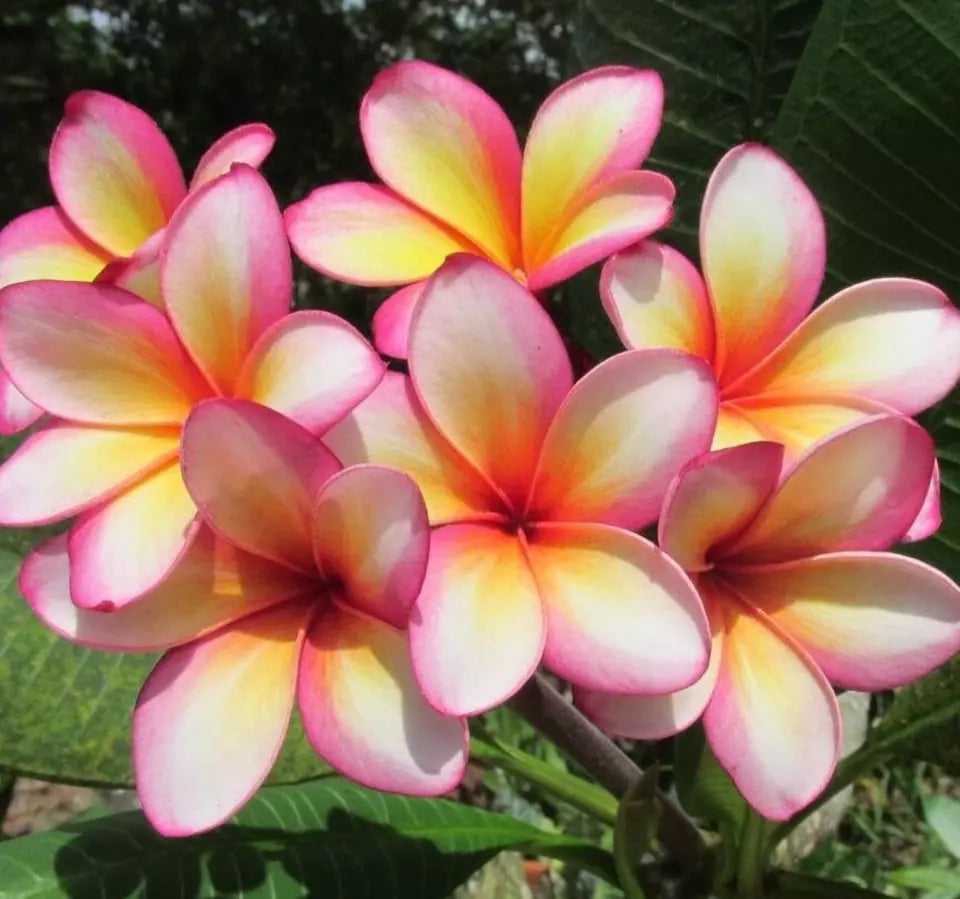 1 Plumeria Unrooted Cutting DIRECT FROM HAWAII Random Color