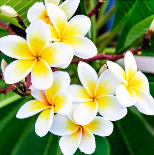 1pc Yellow Plumeria Fresh Live Unrooted Cutting 8 - 18 inches