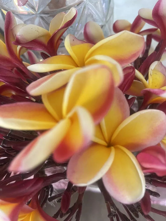 ONE Plumeria Unrooted Cuttings Rainbow 6 Inch Single Tip