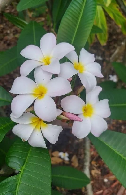 5 Plumeria Cuttings 12"-14" white with yellow center