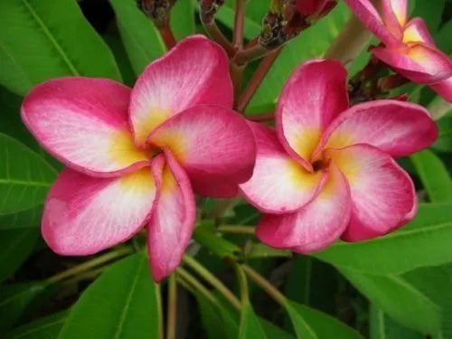 One 8-12 inches long Rare Plumeria Rim Fire Red branch Unrooted Cutting