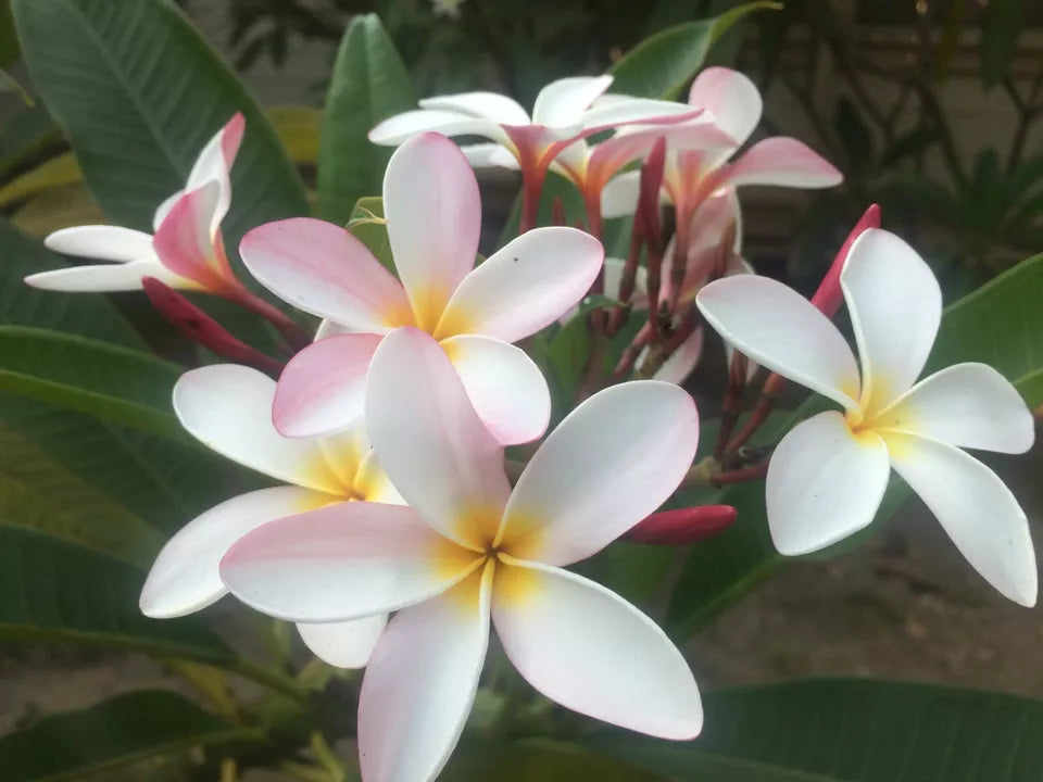 One Plumeria Unrooted Cuttings 10"-11" Frangipani