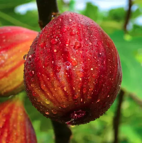 40+ Fig Tree Seeds (Ficus carica) Sweet Fruit Shrub
