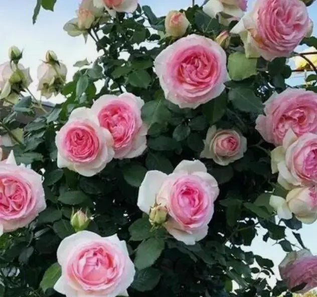 3 Fresh Cutting/unrooted Beautiful Cream Pink Eden Climbing Rose