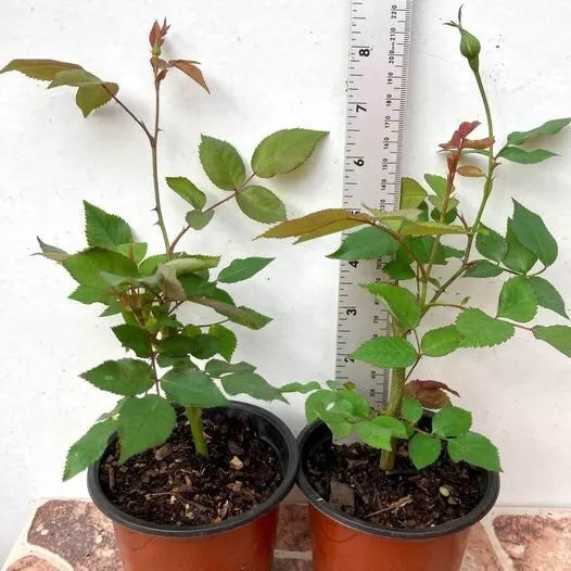 1PC "Old Blush Climbing Rose" Live Plant 8”Tall Had Flower Buds Great for rose wall