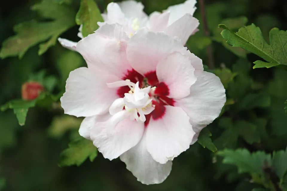 1pc Rose of Sharon Plant 1yo Fully Rooted Shrub 6" Tall Hibiscus Tree