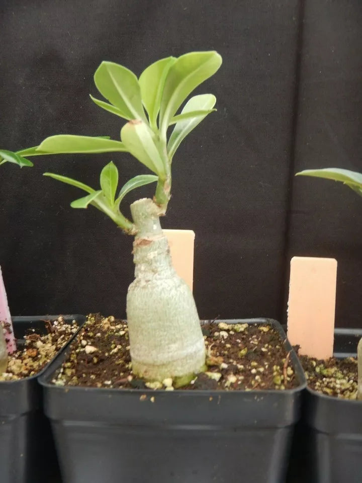 ONE Adenium Obesum Grafted Plant "CC-51" Desert Rose Plant