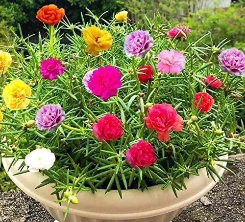 200 Moss Rose Seeds for Planting ‘Portulaca Grandiflora’ Flowers for Bonsai Garden