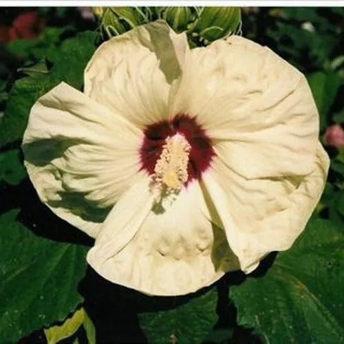 1 Live Potted Plant bush hibiscus NEW OLD YELLA flower compact short 2.5" pot