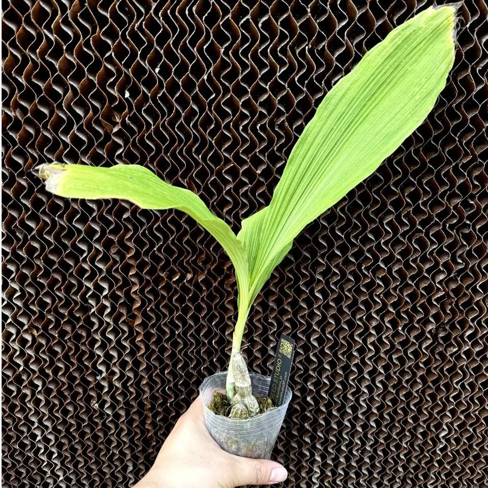 ONE Calanthe labrosa orchid blooming size Terrestrial Fragrant