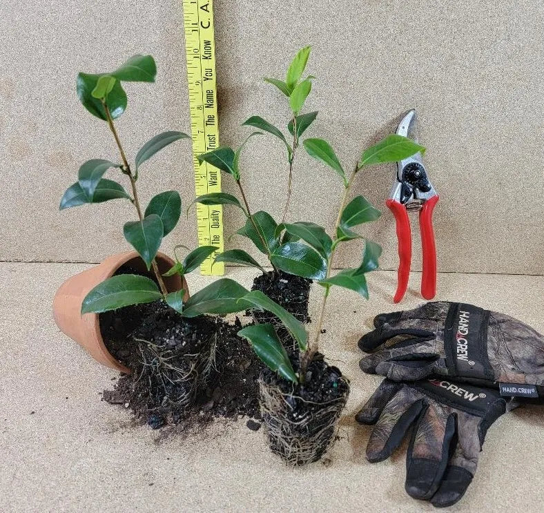 1 Live Plant Tri Color Camellia Japonica Starter Plant