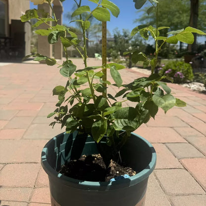 ONE Victoria's Secret Rose 5-Gal Live Bush Plants Roses