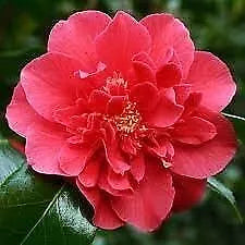 ONE Camellia Japonica Laura Walker Extra Large 3 Gallon Plants Red & White