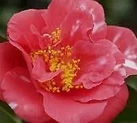 ONE Camellia Japonica Laura Walker Extra Large 3 Gallon Plants Red & White