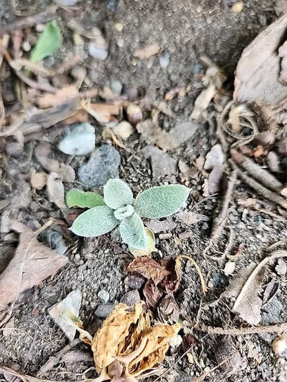 ONE Live Rose Campion BARE ROOT plug plant Perrenial Organic