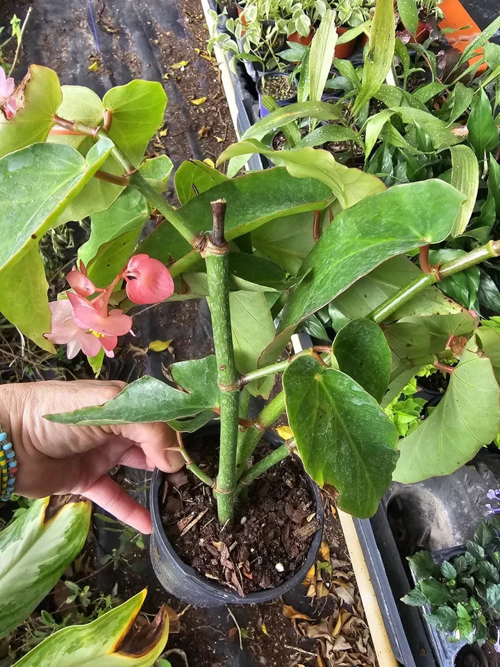 Pink Flowers Angel wing Begonia Live Plant 10 To 15" Tall In 4" Pot